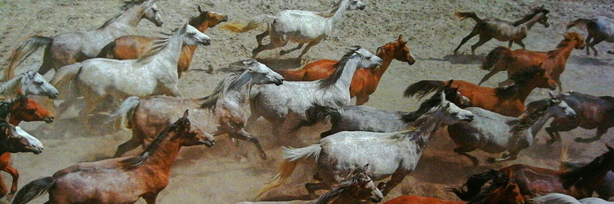Fotografia pędzących koni widzianych z góry  