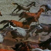 Fotografia pędzących koni widzianych z góry  