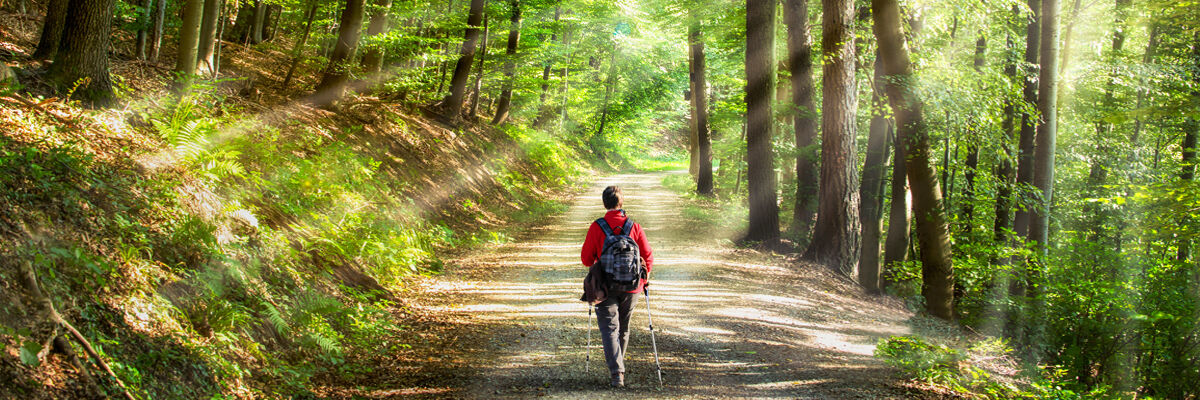 Mężczyzna z kijkami do Nordic walking w lesie