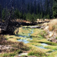 Zdjęcia z Parku Yellowstone. Na pierwszym zieleń, na kolejnym rzeka i drzewa iglaste