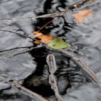 Liść i gałęzie pływające w wodzie 